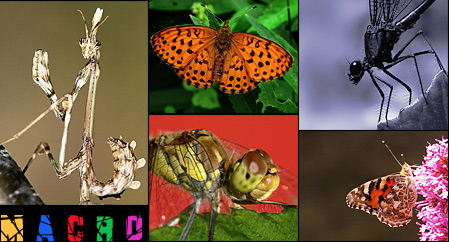 Le Mie Macro (2004-20012) su Macro Photography
