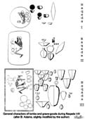 Development of gravegoods from Naqada I to Naqada III