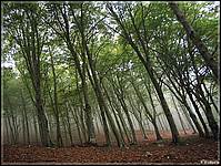 fermata d'appaciquaramento ai margini del bosco