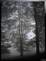Il vento autunnale tira giù le foglie e  la nebbia s'infittisce