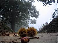 La campagna sopra Civitella: raccolta di castagne