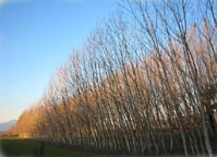 Alberi piegati dal vento nella campagna nei dintorni di Amorosi