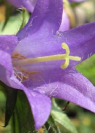 Macro di fiori