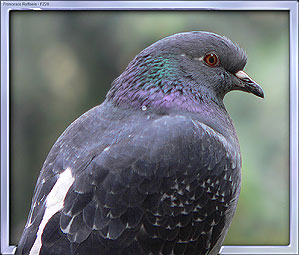 Pigeon's portrait