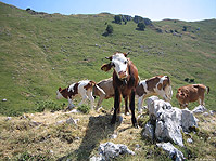 CAMPITELLO MATESE-MONTE MILETTO.  LAGO MATESE