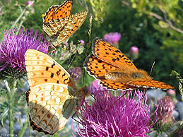 Macro-Butterflies