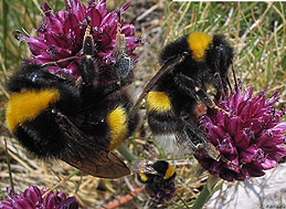 MACRO-Bumblebees