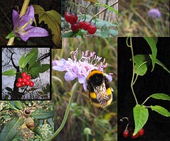 Collage di Macro