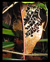 Leaf corrosion macro