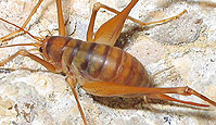 ...e che specie 'e bestie...  CAVALLETTA DELLE SERRE (Tachycines asynamorus) fotografata in una delle grotte di Pasquarielli