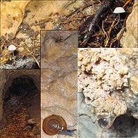 Micro flora/fauna delle grotte di Pasquarielli