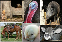 Animals mix