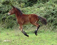 galoppa cavallino