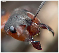 Formica (50mm invertito)