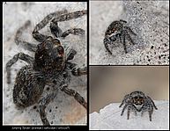 Jumping Spider (Salticidae) - FZ20, Nikon 6T + 5T