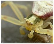 Crab Spider (Thomisidae) - FZ20 + 50mm rev. macro