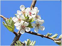 Nerano-BaiaIeranto_P1260666a.jpg