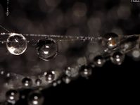Dew droplets (Raynox DCR-250, FZ20 @ 432mm eq., F/8)