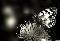 Raiamagra_P1340210e.jpg