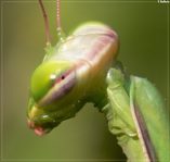 Mantide Religiosa