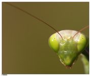 Mantide Religiosa