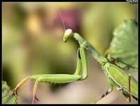 Mantide Religiosa