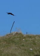 Corvo Imperiale presso la cima dell'Accellica