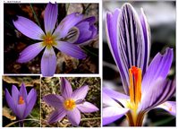 Crocus