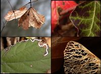 Macro di Foglie (Leafs macros)