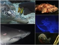 Acquario di Genova