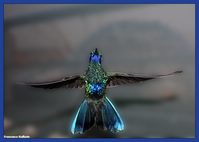 Acquario di Genova: L'uccello mosca o Colibrì, in volo (Huitzil)