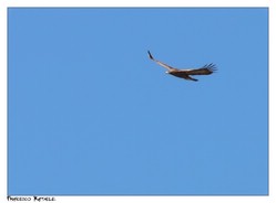 Aquila Reale (Aquila Chrysaetos) a meno di 40 metri di distanza