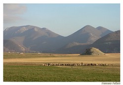 Gregge di pecore; sullo sfondo il mt. Mutria e il mt. Porco