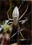 Argiope bruennichi