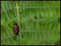 Cercopis Arcuata su felce