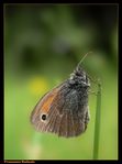 Coenonympha pamphilus