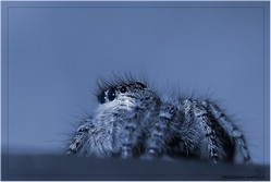 "grosso" salticidae (7-9 mm)
