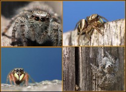 Salticidae (ragni saltatori)