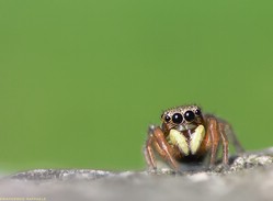 Minuscolo (meno di 3mm) saltatore