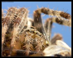 Primo piano di ragno crociato