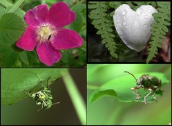 macro