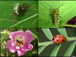 macro