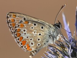 Polyommatus Icarus