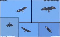 Giovane esemplare di Aquila Reale che volava alto sulla Valle Orsara