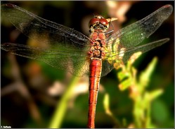 Libellula