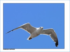 Gabbiano in volo