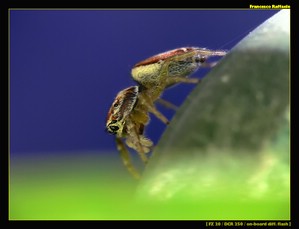 Jumping Spider