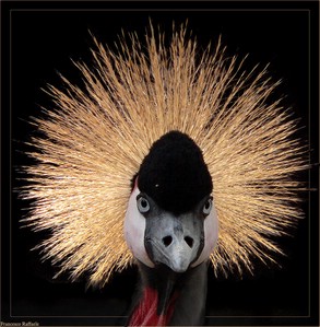 Crowned crane