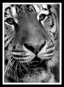 Tigre