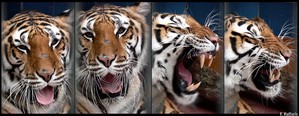 yawning tiger